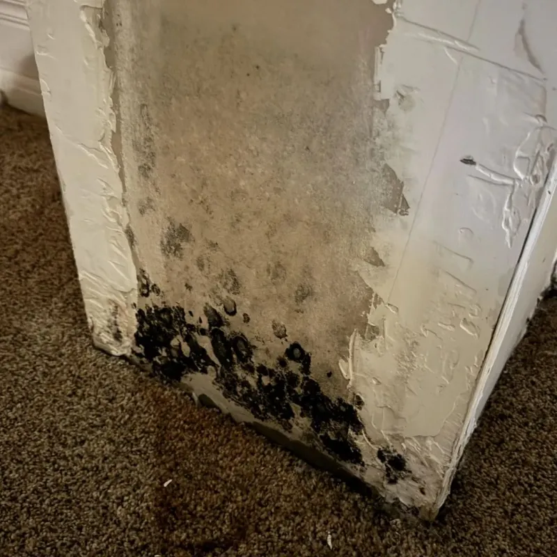 Professional Mold Removal in Garden City, MO